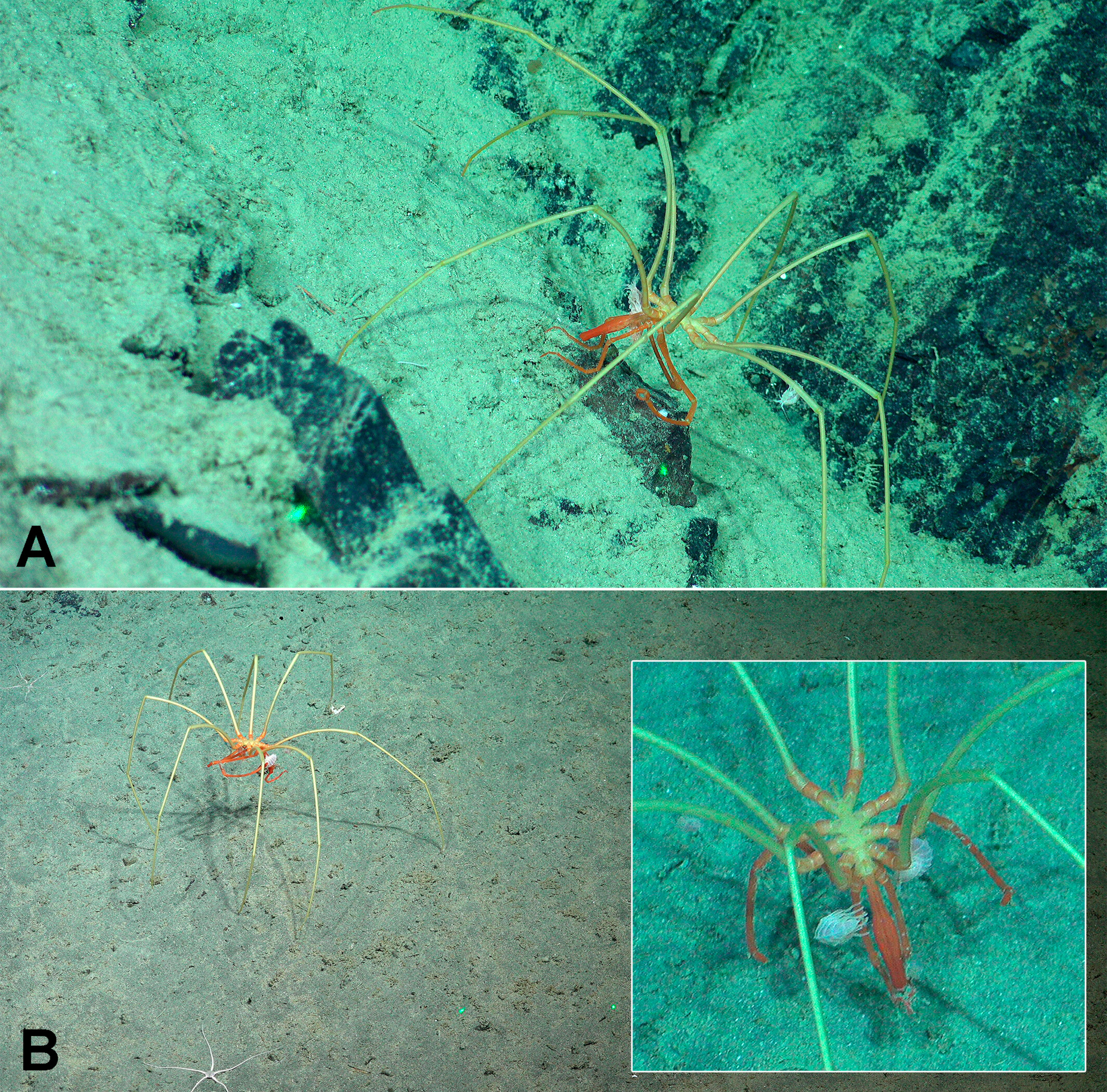 amphipod Mesopleustes abyssorum clinging to the pycnogonid Colossendeis colossea, 